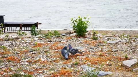 Two pigeons are mating around each other on the ground Stock Footage 170323871