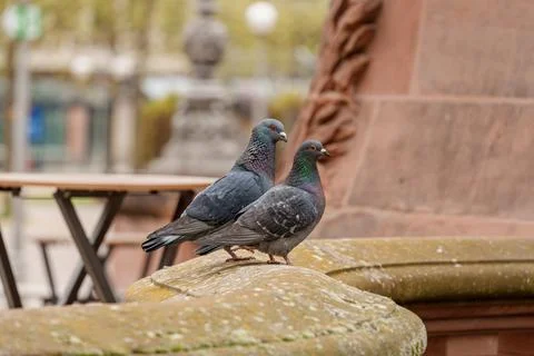 Two pigeons are perched on a stone wall Stock Photos