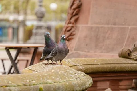 Two pigeons are perched on a stone wall Stock Photos