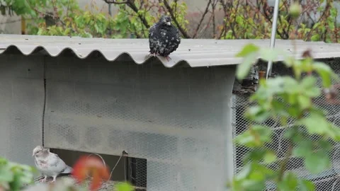 Two pigeons are seen resting on a rustic wooden and mesh coop as rain falls Stock Footage 334630291