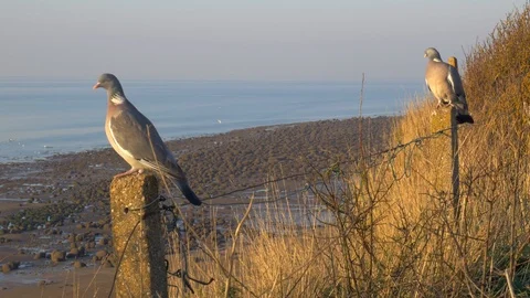 Two pigeons are sitting on pillars against the backdrop of the sea and shore Stock Footage 104404428