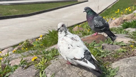 Two pigeons are sitting on rocks among the grass in a public park Stock-Footage 335726614