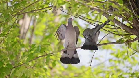 Two pigeons are sitting on a tree branch. Stock Footage 287957060