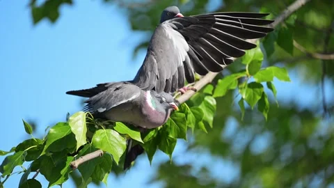Two pigeons are sitting on a tree branch. Stock Footage 287957174