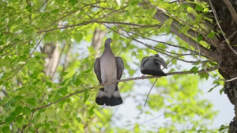 Two pigeons are sitting on a tree branch. Stock Footage 288630111