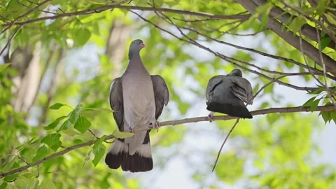 Two pigeons are sitting on a tree branch. Stock Footage 288765153