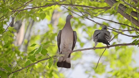 Two pigeons are sitting on a tree branch. Stock Footage 289410955