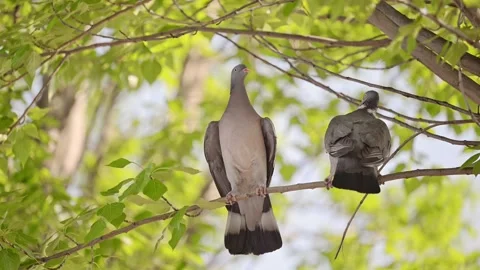 Two pigeons are sitting on a tree branch. Stock Footage 290978626