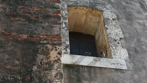 Two pigeons are sitting in the window of the old fortress Stock Footage 158632452