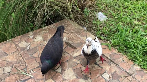 Two pigeons are standing on a tiled surface near a grassy area Stock Footage 297482158