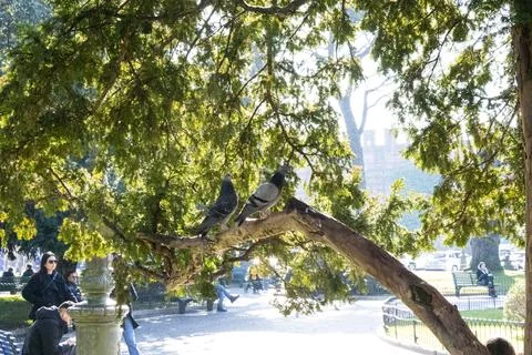 Two pigeons are in the tree Stock Photos
