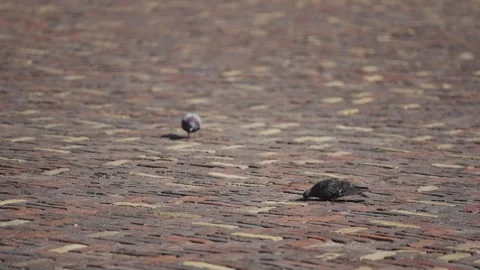 Two pigeons are walking on cobblestone surface, looking for food. Stock-Footage 344647804