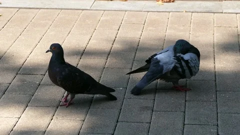 Two pigeons are walking in the park Stock Footage 159958546