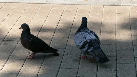 Two pigeons are walking in the park Stock Footage 159959273