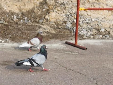 Two pigeons on the asphalt Stock Photos
