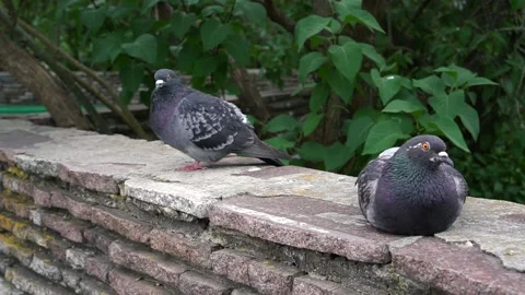 Two pigeons on a background of greenery. Birds on the street. Stock Footage 133237916