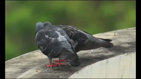 Two pigeons on the balcony Stock Footage 160750477