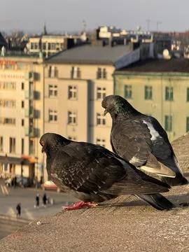 Two pigeons basking in sunset light on city rooftop capturing urban wildlif.. Stock Photos