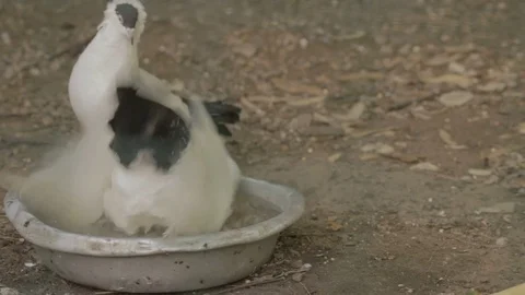 Two pigeons bathing in a bowl Stock Footage 82448721