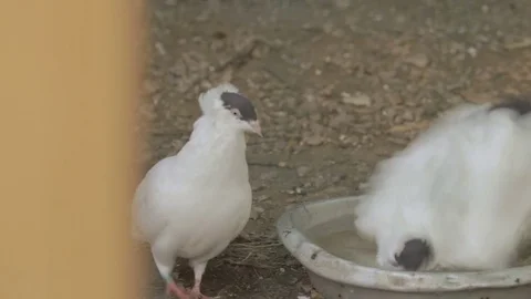 Two pigeons bathing in a bowl Stock Footage 82448765