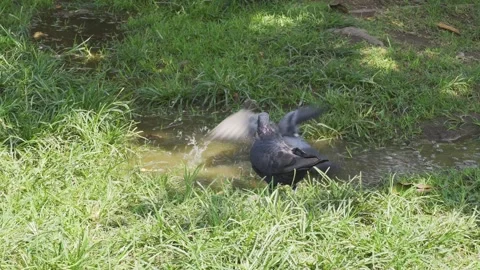 Two pigeons bathing in a pool of water in a city park on the sunny day Stockbeeldmateriaal 149897594