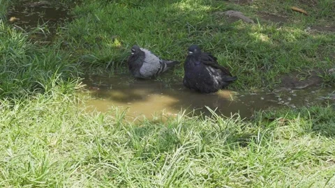Two pigeons bathing in a pool of water in a city park on the sunny day Stock Footage 149897829