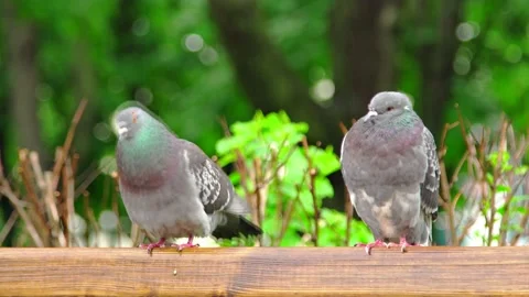 Two pigeons on a bench in a park one jumped down Stock Footage 201285096