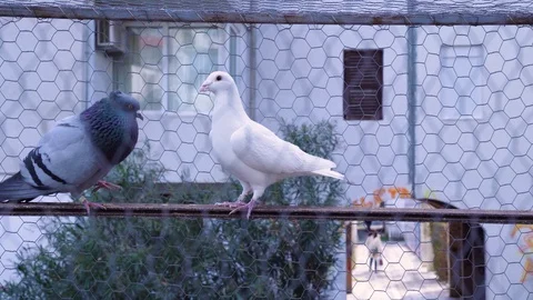 Two pigeons, blue and white, fighting on outdoor pipe. Video stock 127844673