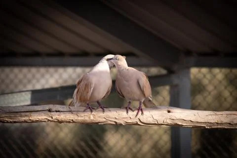 Two pigeons on the branch 写真素材