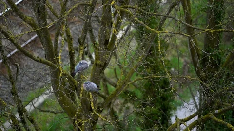 Two pigeons on a branch on a sunny spring day. Stock Footage 107067171
