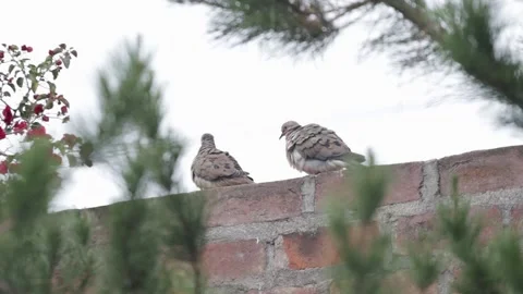Two pigeons on a brick wall. Concept of animals. Stock Footage 225587045