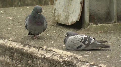 Two pigeons on a bridge Video stock 8826559
