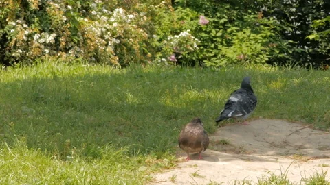 Two pigeons brush their feathers. Stock Footage 119537035