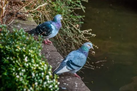 Two pigeons on the cement floor. Stock Photos