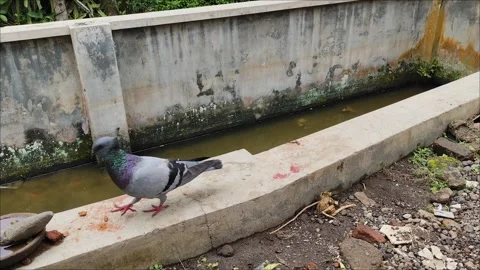Two pigeons chase each other Stock Footage 295433890