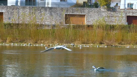 Two pigeons chasing each other Stock Footage 85893334