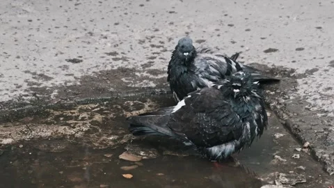 Two Pigeons Cleaning Feathers in a Puddle on a Hot Summer Day Stock Footage 314014044