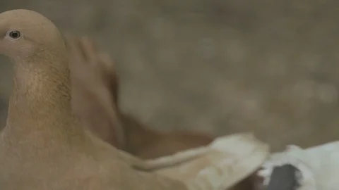 Two pigeons close up Vídeo Stock 82451508