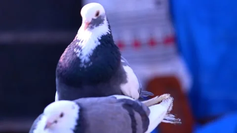 Two Pigeons Close Up Portrait 库存影片 337936942