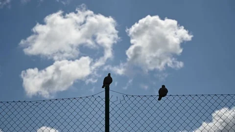 Two pigeons crouched on the fence net, sky clouds on the background Stock Footage 162775448