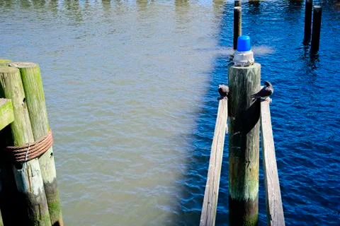 Two pigeons on dock Stock-Fotos