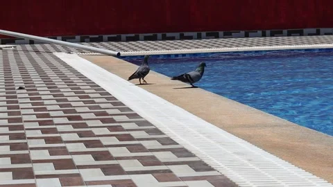 Two pigeons drinking water from the edge of a swimming pool on a bright sun Stock Footage 346665420