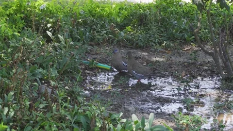 Two pigeons drinking water from a hose watering a park under the shade of a tree Stock Footage 150661377