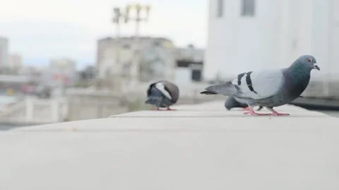 Two pigeons eat grain on the railing on the embankment near the sea on a cloudy Stock Footage 231704324