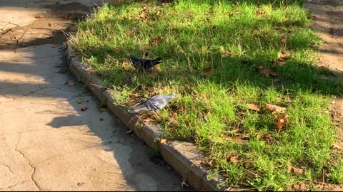 Two pigeons eating grass in the evening sun Stock Footage 144499058