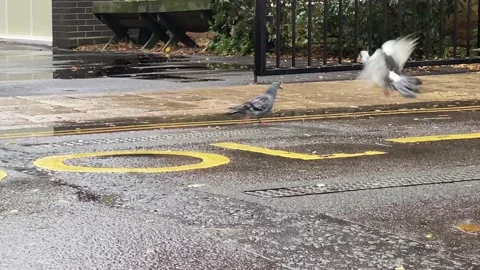Two Pigeons Eating in the Rain and Wind. Stock Footage 163671779