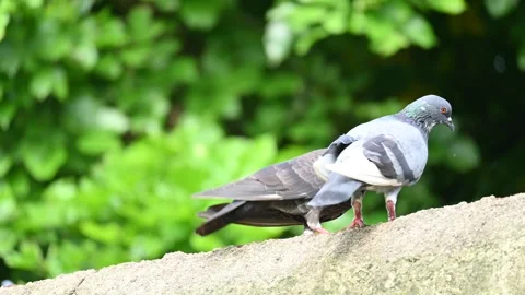 Two pigeons engage in a mating ritual. Stock Footage 283638331