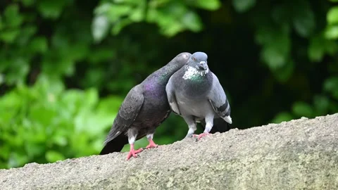 Two pigeons engage in a mating ritual. Stock Footage 283724718