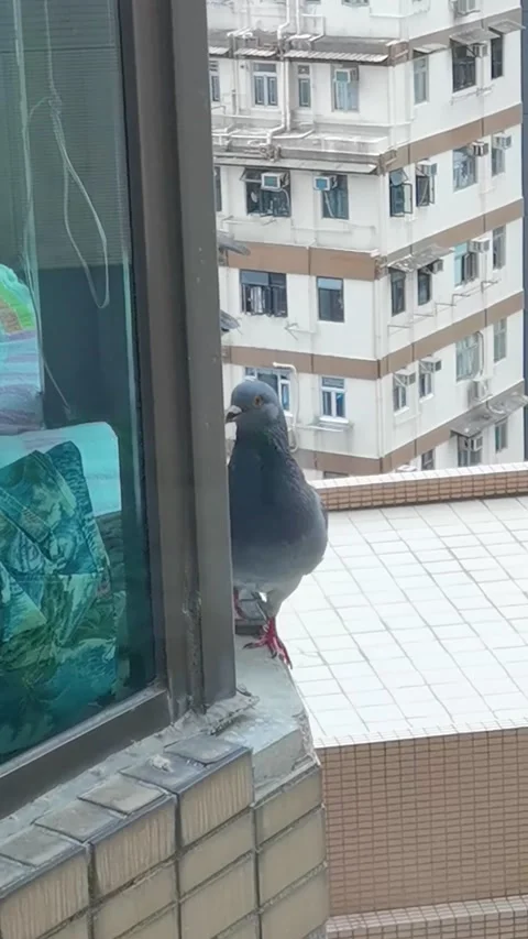 Two pigeons fighting at the window Stock Footage 142005526