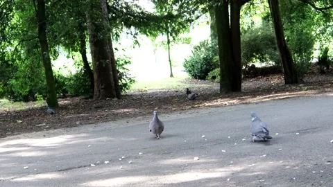 Two Pigeons Fly Away Video stock 139574589